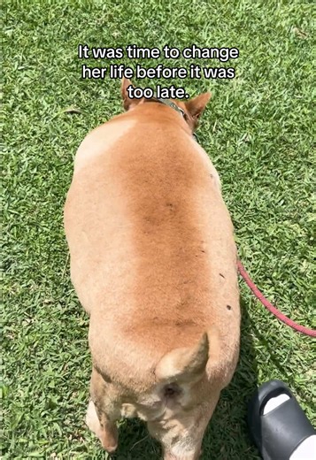Bella the Overweight Rescue Dog: 5-Week Checkup and Weight Loss Update