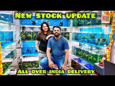 New Fish & Low Tech plants Stock at Fins And Feathers Aquaria | Delivery All Over India