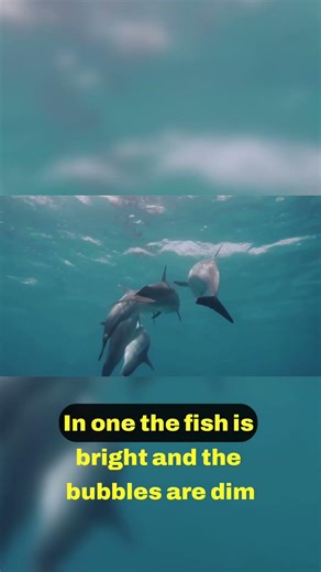 Unveiling How Dolphins See Through Bubbles 🌟