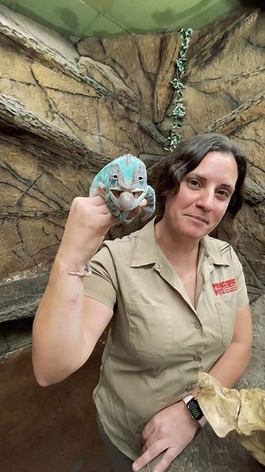 Panther Chameleon with the Longest Tongue | Incredible Wildlife Moment