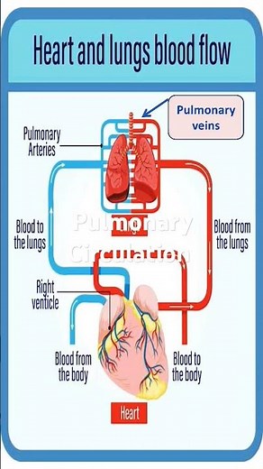 The Path of Blood: Inside Pulmonary Circulation #cardiovasculardisease #heartdisease #biology