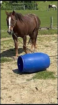 Trick 17: Dem Pferd beibringen über stehende fässer zu springen | tutorial how to youtube short