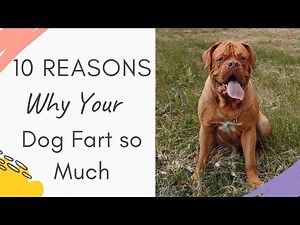 Why Does My Dog Fart So Much? Reason Why they Fart Explained