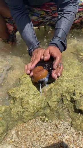 Amazing Cuttlefish Catch in Shallow Water 🦑