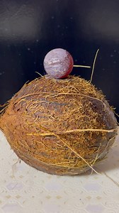 2.3M views · 10K reactions | Fire Ball vs Coconut 便掠 #fireball #experiment #satisfying #coconut #experience | Fire Ball Experiments | Facebook