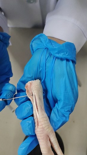 Chicken feet Dissection #science #microscope