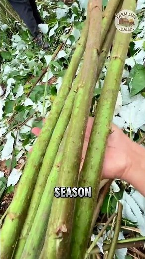 Turning Hemp into Fabric – A Process That Will Surprise You!