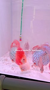 Discus 10cm Sakura Red Snake Skin, Blue Leopard, Blue Leopard Heckel disponibili in negozio. 6-7 OTTOBRE prossimo giro di consegne in tutt'Italia. Per informazioni scrivere al 342 873 2515 | I Discus di Cannilla The Royal Discus Riproduzione e Allevamento Italiano
