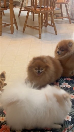 My House vs. Two Pomeranian Puppies 🏠 #funny #puppy #dogshorts