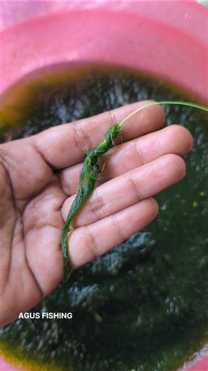 How to Install Bait for Tilapia Fishing #shorts #fishing