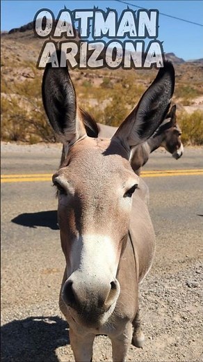Exploring Oatman Arizona On Route 66 Is AMAZING