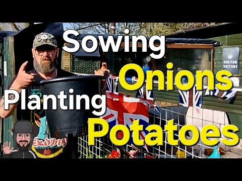 The Calm after Storm DAVE | Sowing ONIONS | Planting EASTER POTATOES.
