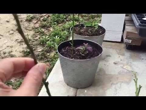 Growing (Kaffir) Lime Plant from Cuttings