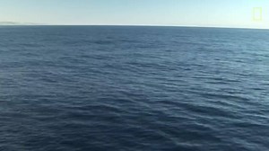 Sharks, whales & dolphins oh my! Check out how “bait balls” off the coast of South Africa attract a feeding frenzy! Thanks National Geographic for the awesome look inside the ocean’s circle of life! | Awesome Ocean