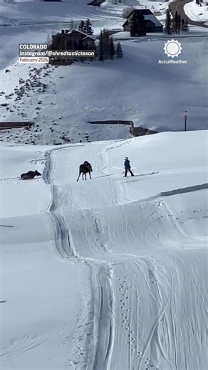 Don’t be like this person. Give wildlife their space. The National Park Service recommends staying at least 75 feet away from all wildlife and even farther away from animals such as moose and bears. | AccuWeather