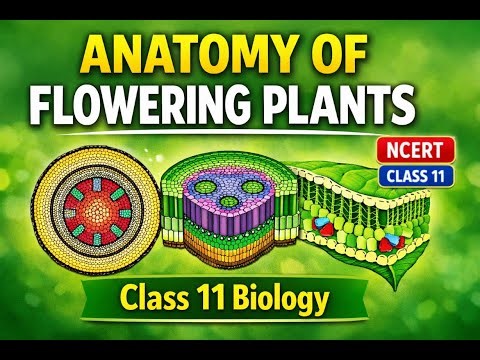 Anatomy of Flowering Plants | Class 11 Biology | NCERT