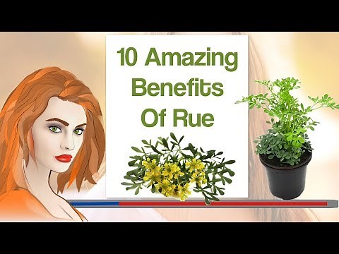 10 Amazing Benefits Of Rue