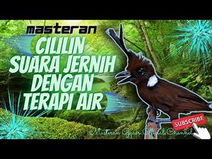 Tangkar-ongklet Birds Clear Voice With Water Therapy