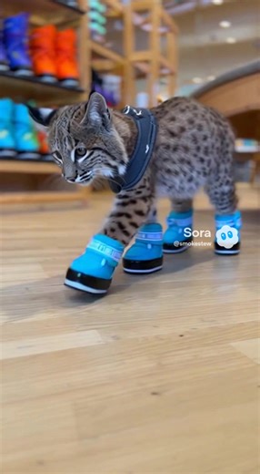 Moon Boot shopping with scout @moonboot #boots #shoes #bobcat #kitten #catsoftiktok