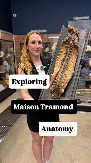 In this video, The Bone Museum presents a rare 19th-century wax anatomical model by the renowned Maison Tramond of Paris. This meticulously detailed piece offers a stunning representation of the human spine, complete with visible nerve bundles and portions of the brainstem. Crafted for medical education, the model was used to teach students about the central nervous system in a time before modern imaging. Our specialist walks viewers through the anatomical features, highlighting the artistry and