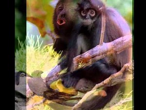 Digby Richards - Spunky Monkey