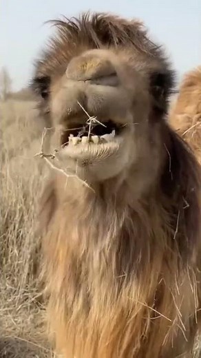 camel eating cactus💪