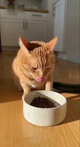 Cat vs Cucumber — The Funniest Surprise Reaction Ever!
