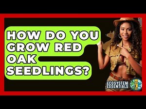 How Do You Grow Red Oak Seedlings? - Ecosystem Essentials