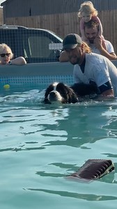 12 year old Newfoundland x Bernese mountain dog is a super chilled out swimmer 🐾💦💕🇬🇧 | Canine Dip and Dive Maldon