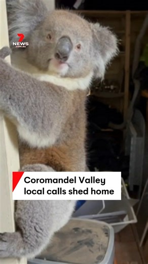 'Do you want to hop out of my garage?' Welcome to Koalamandel Valley – a confused local has been found clutching pole position while shacked up in the corner of a shed in Coromandel Valley. After an extended stay, Kenny the koala found more suitable accommodation high up in the trees. #Koala #CoromandelValley #7NEWS | 7NEWS Adelaide