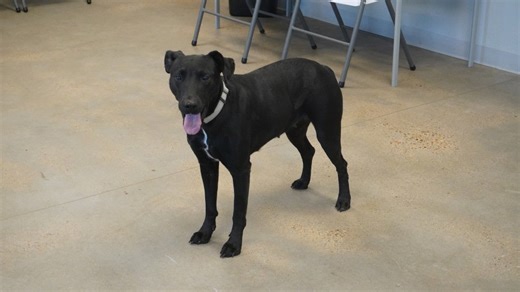 Stray dog eludes capture, charms rescuers at Marshall Pet Adoption Center