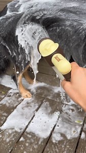 SPA Day~ #dogsofinstagram #cute #littlemanyu #asmr #spa #germanshepherd #bordercollie | The Groomi