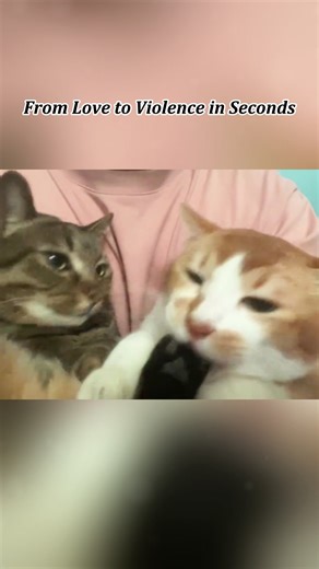 Who Will Win Today? Fun Cat Contest Unveiled