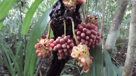 Abdul Haris Mustari on Instagram: "Magnificent plant, woody-liana, cauliflori, lowland-beach forest, West Java, @Abdul Haris Mustari."