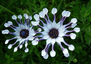 Osteospermum - Alchetron, The Free Social Encyclopedia
