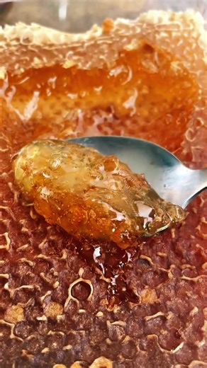 Tasting honey straight from the comb is the closest you can get to nature’s purest form. Every bite is filled with raw texture, floral aroma, and the natural sweetness that only real honey can deliver. No filters. No processing. Just pure honey the way bees made it. This is how real honey should taste - fresh, golden, and alive. Follow @jarhoneyofficial for more authentic honey experiences and behind-the-scenes moments from the hive. 🍯🐝