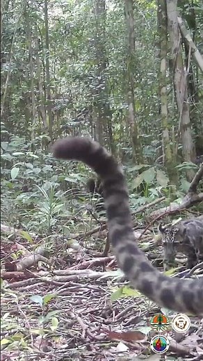 It is International Clouded Leopard Day!🐆#cloudedleopard #borneo