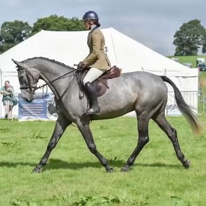 OUTSTANDING EVENT TYPE 16.2hh, 5 yo, Gelding. Benjamin is an outstanding model of an event type horse. He's been slowly produced by us from a 3yo, he's very well put together with three elegant paces. He's attended many training shows, XC schooled & he's done a few Working Hunter classes proving to be very straight & easy. He has a beautiful temperament, he's the type that loves to cuddle & be in your pockets. He hacks out alone in heavy traffic & he has lovely manners in open spaces. He’s a sor
