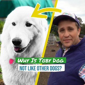 Why Is Toby Dog NOT Like Other Dogs❓ | Gold Shaw Farm