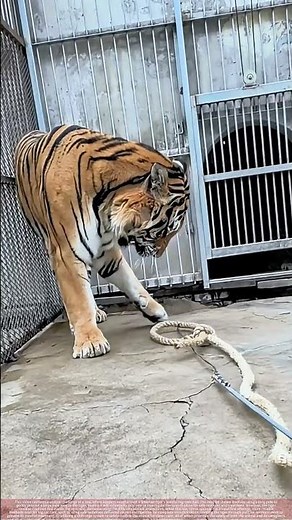 Zookeepers Try to Restrain Tiger for Paw Treatment