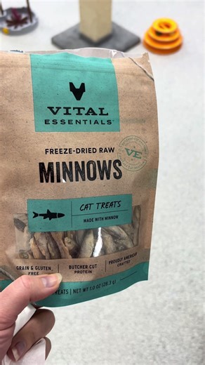 New treat for the kitties 🐟 INSTANT DONATION LINKS Venmo - https://venmo.com/ You can send a donation by searching @cuddlecatrescue PayPal - https://www.paypal.com/us/home You can make a donation through PayPal by logging into your account and paying us at cuddlecatrescue@gmail.com Cash App - https://cash.app/$CuddleCatRescue Credit card payment - Donorbox link at https://www.cuddlecatrescue.org Checks - can be mailed to 2830 Market Street Hannibal, MO 63401 #supportlocalshelters #adoptdontshop