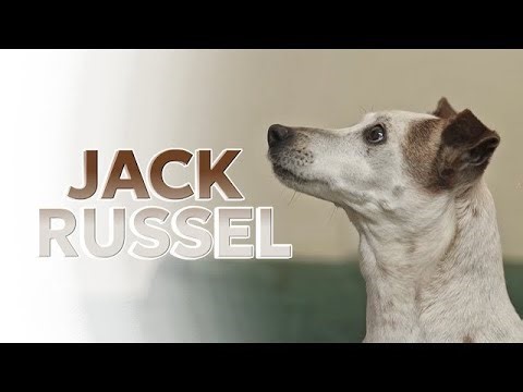 JACK RUSSELL: The Small Dog With a BIG Personality 🐶💥 (What Most Owners Don’t Know)