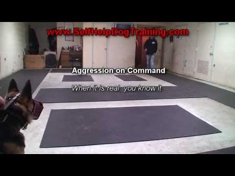 German Shepherd Attack Training (K9-1.com)