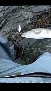 115K views · 909 reactions | The Breachway Bomber is a great lure to have in your tackle box for surfcasting #fishing #lures #shorefishing #stripedbass #bass | Fish RI | Facebook