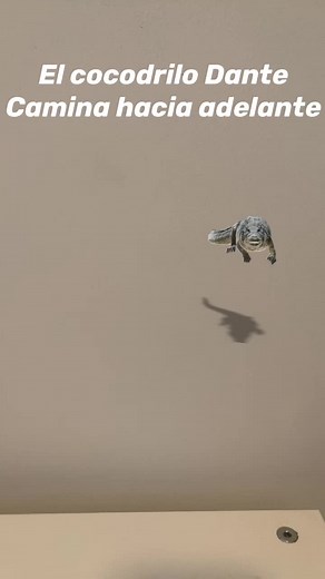 Cocodrilo Dante, Elefante y Pingüino - Canción Infantil en Español