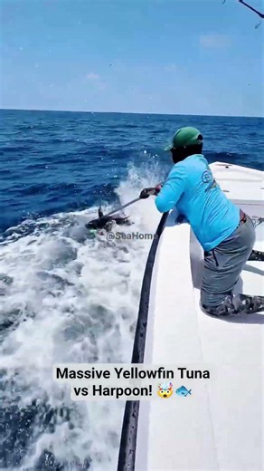 Massive Yellowfin Tuna vs Harpoon! 🤯🐟 #fishinglife #fypシ #fishing #ocean #shark #sea #fish #shark