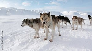 Sled dog team husky Eskimo rest on white snowy road of North Pole in Arctic. Way from Longyearbyen airport Longyear to Pyramid on Spitsbergen on background of glacier mountains of Svalbard in Norway.