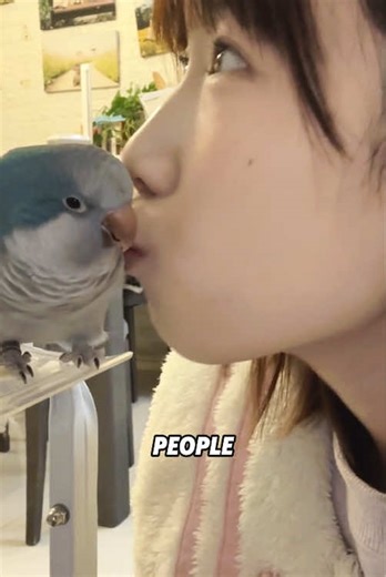 Discover the Unique Monk Parrot's Charming Behavior