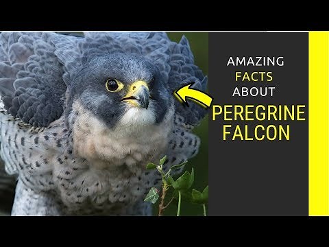 Peregrine Falcon facts for kids Things You Didn't Know About Peregrine Falcons