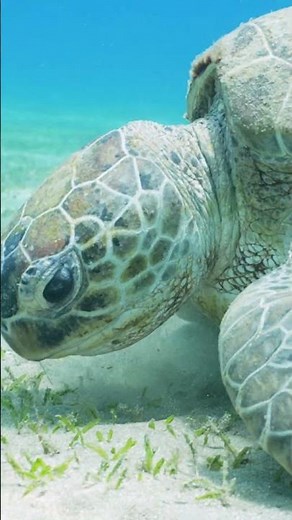 Watch Giant Turtles Feast on Seagrass